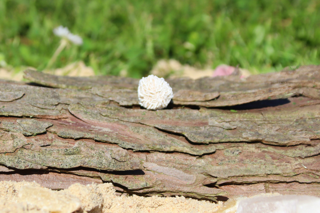 Kleine Wüstenrose