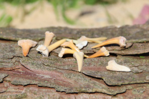 Haizähne (Fossilien)