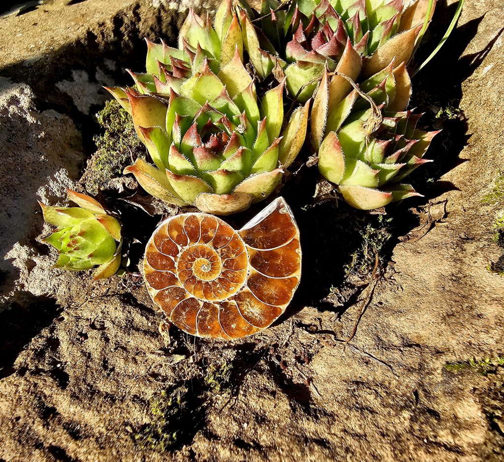 Ammonit (Fossil)