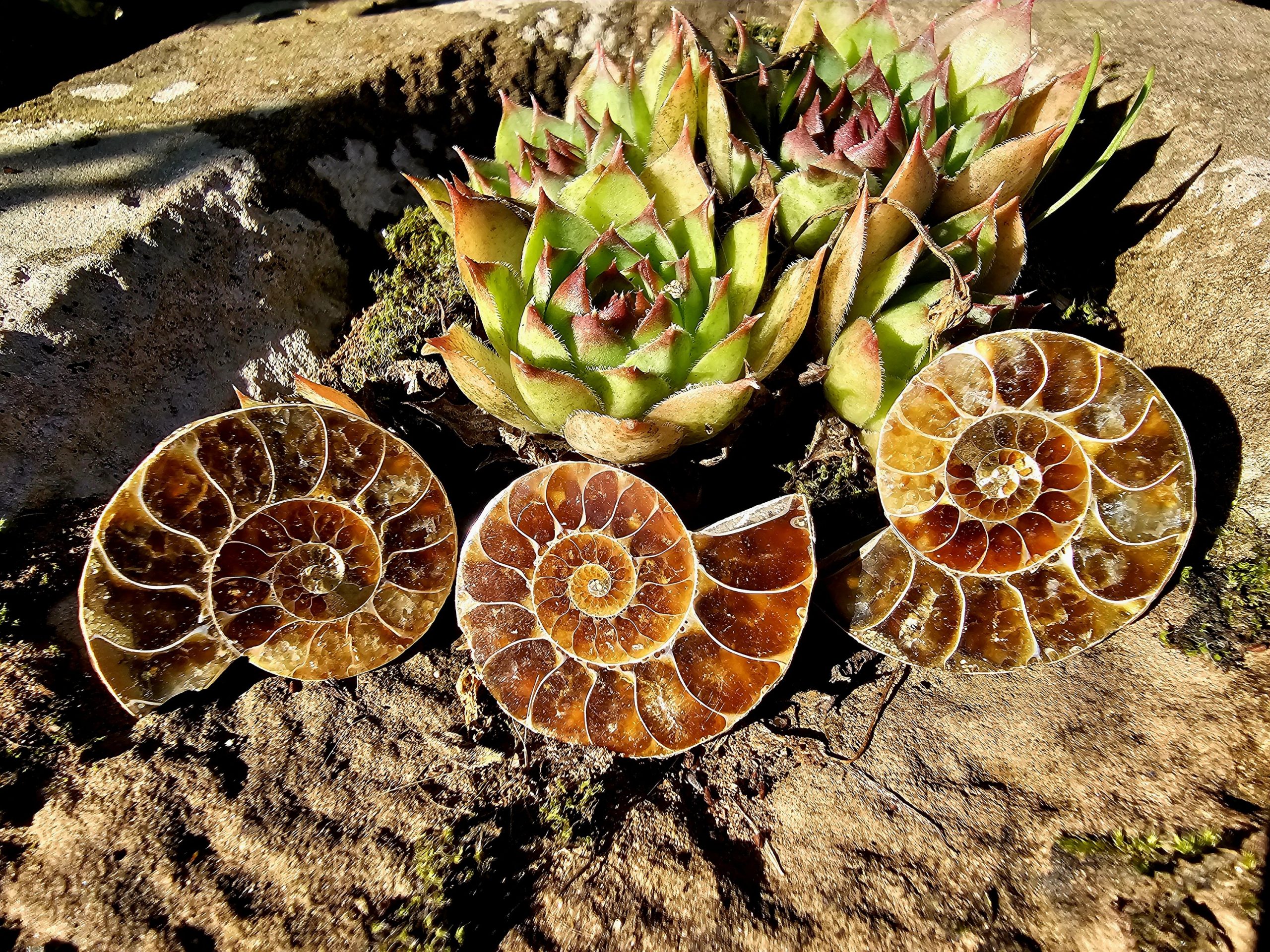 Ammonit (Fossil) – Bild 2