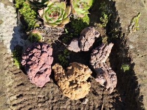 Koprolith (fossile Dinosaurier Exkremente)