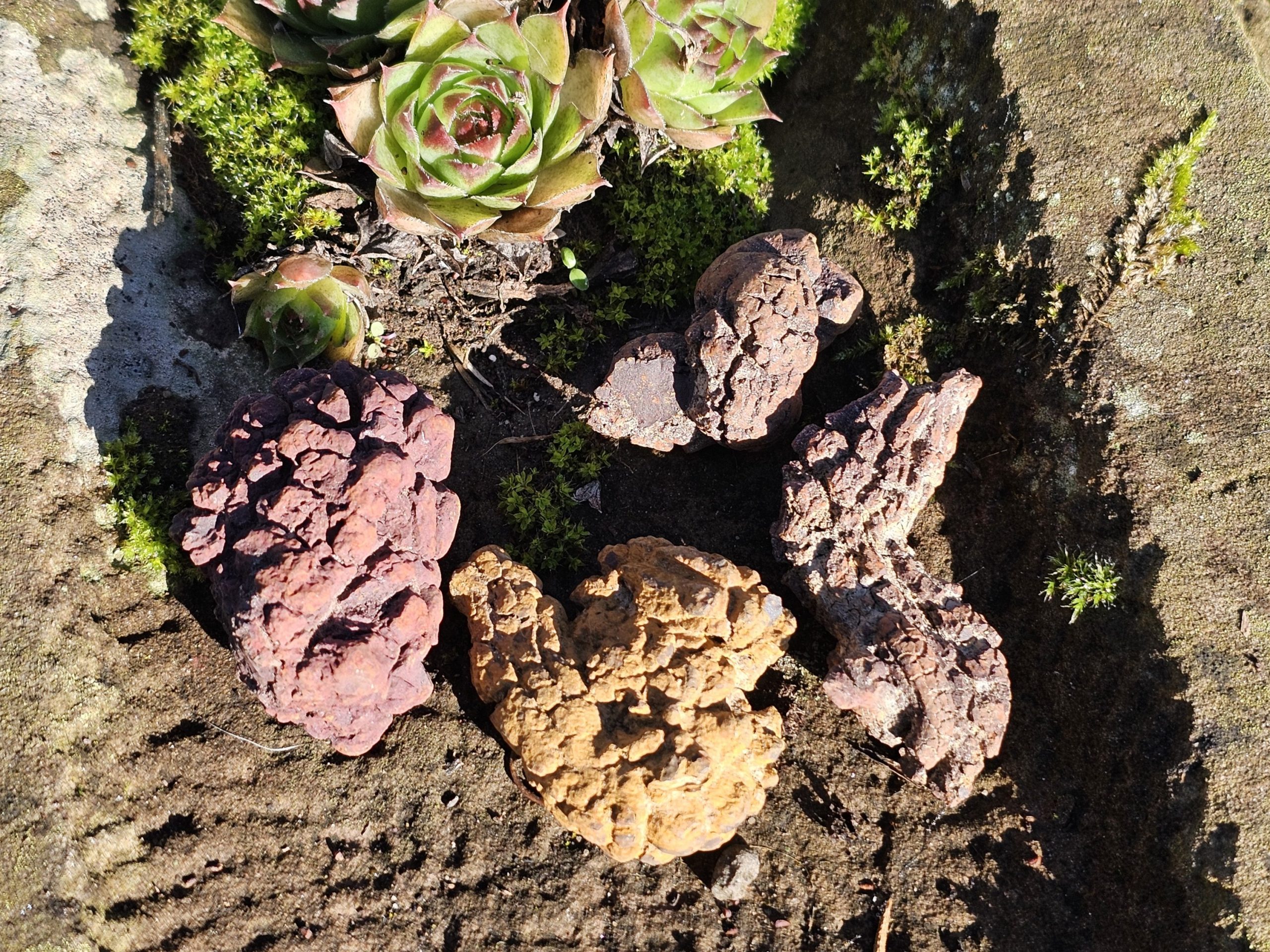 Koprolith (fossile Dinosaurier Exkremente)