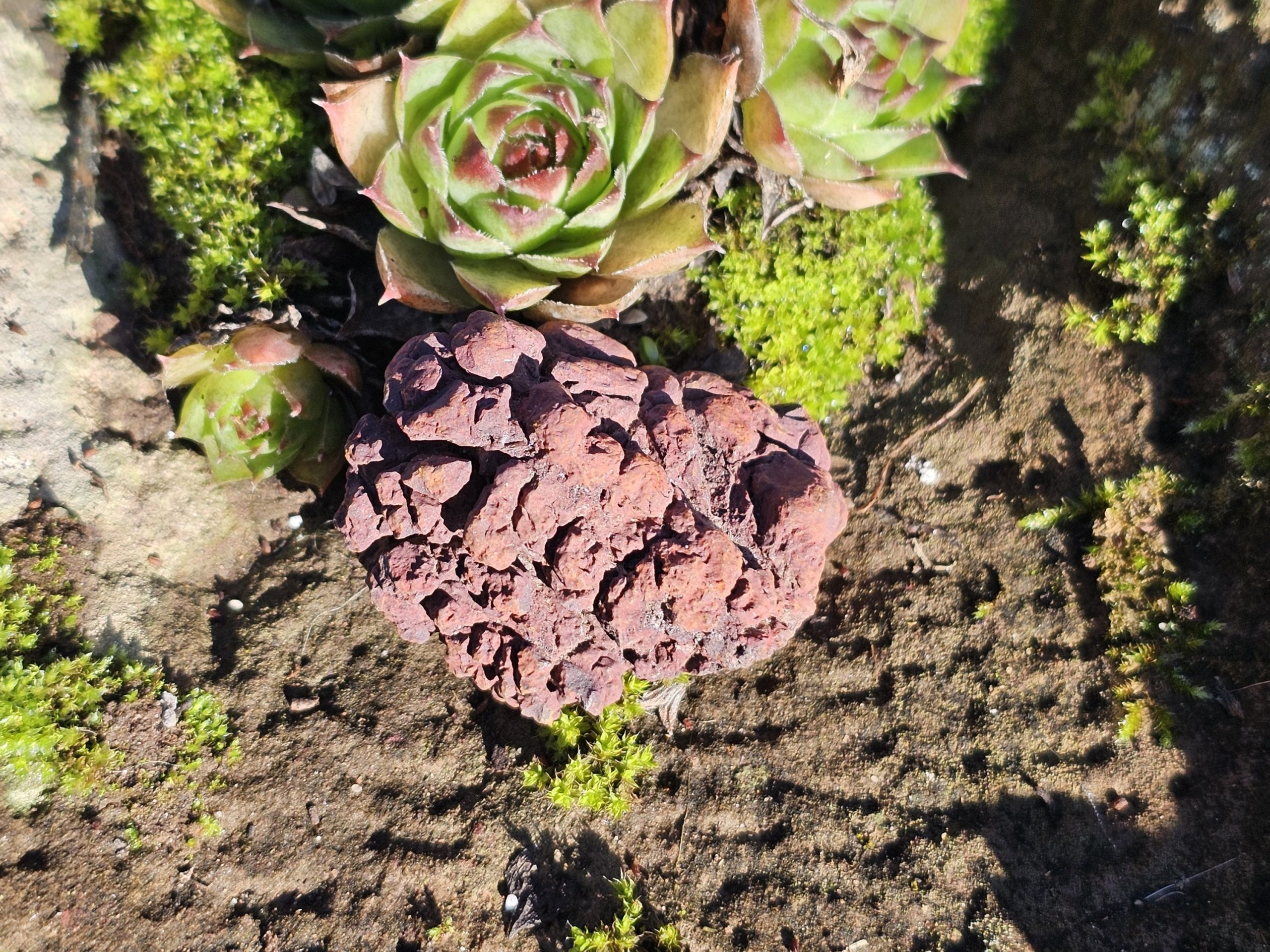 Koprolith (fossile Dinosaurier Exkremente) – Bild 2