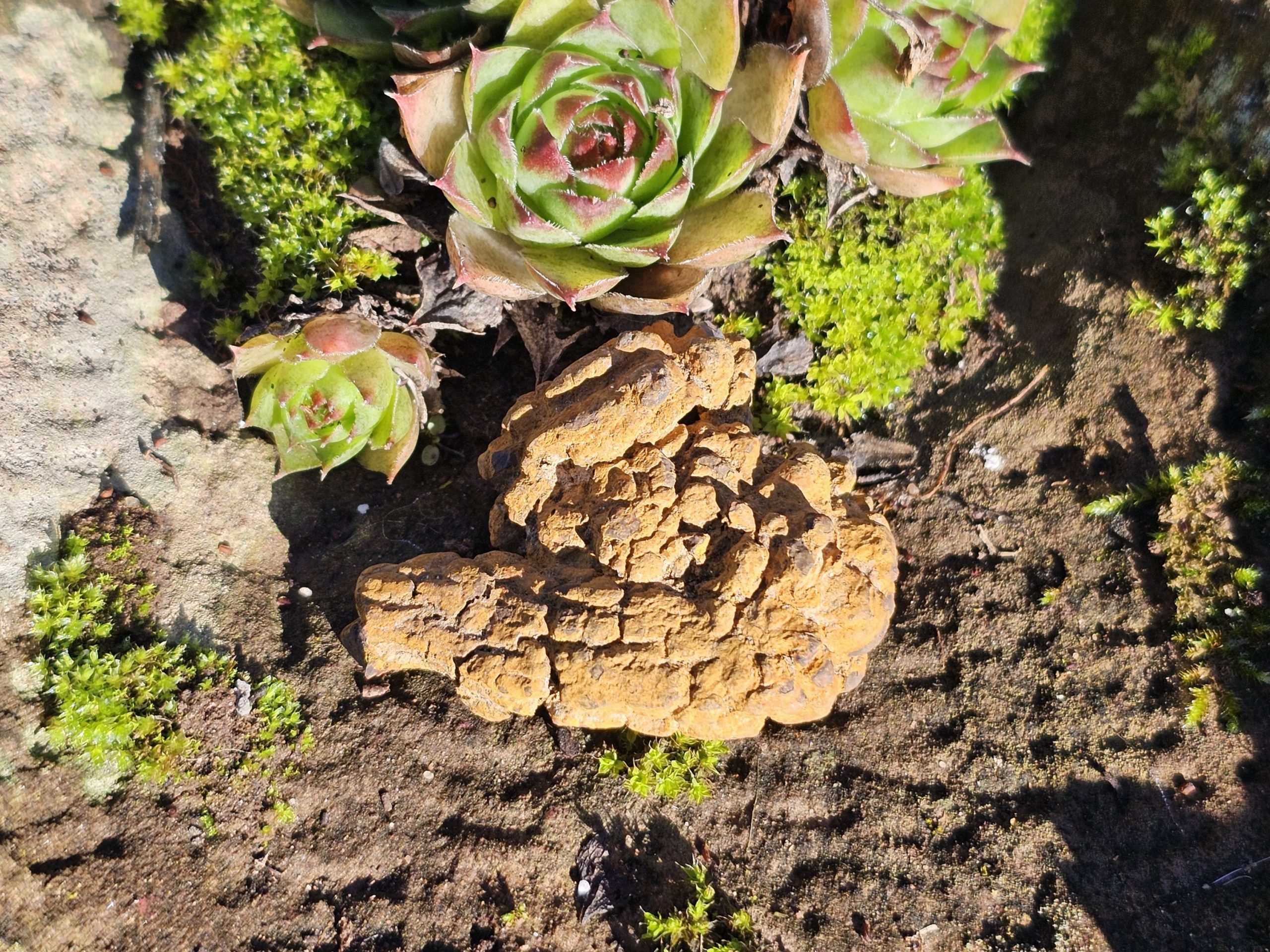 Koprolith (fossile Dinosaurier Exkremente) – Bild 3