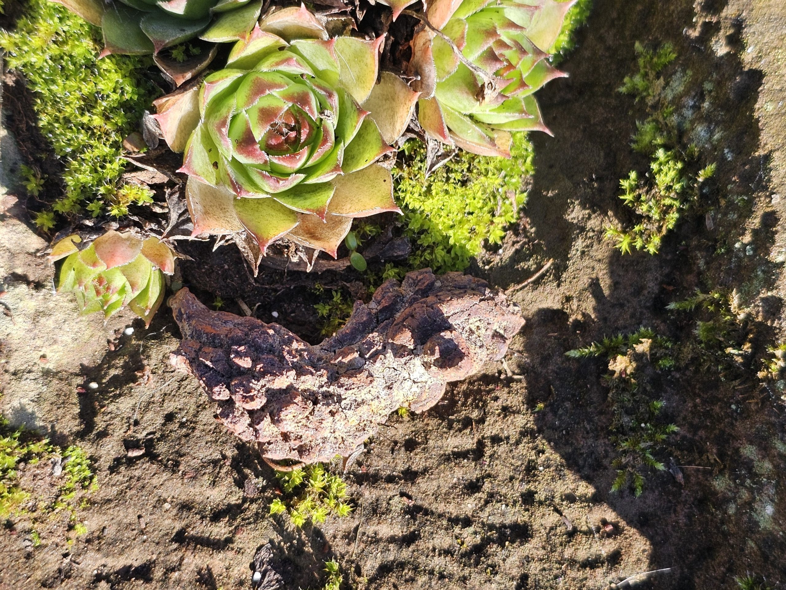 Koprolith (fossile Dinosaurier Exkremente) – Bild 5