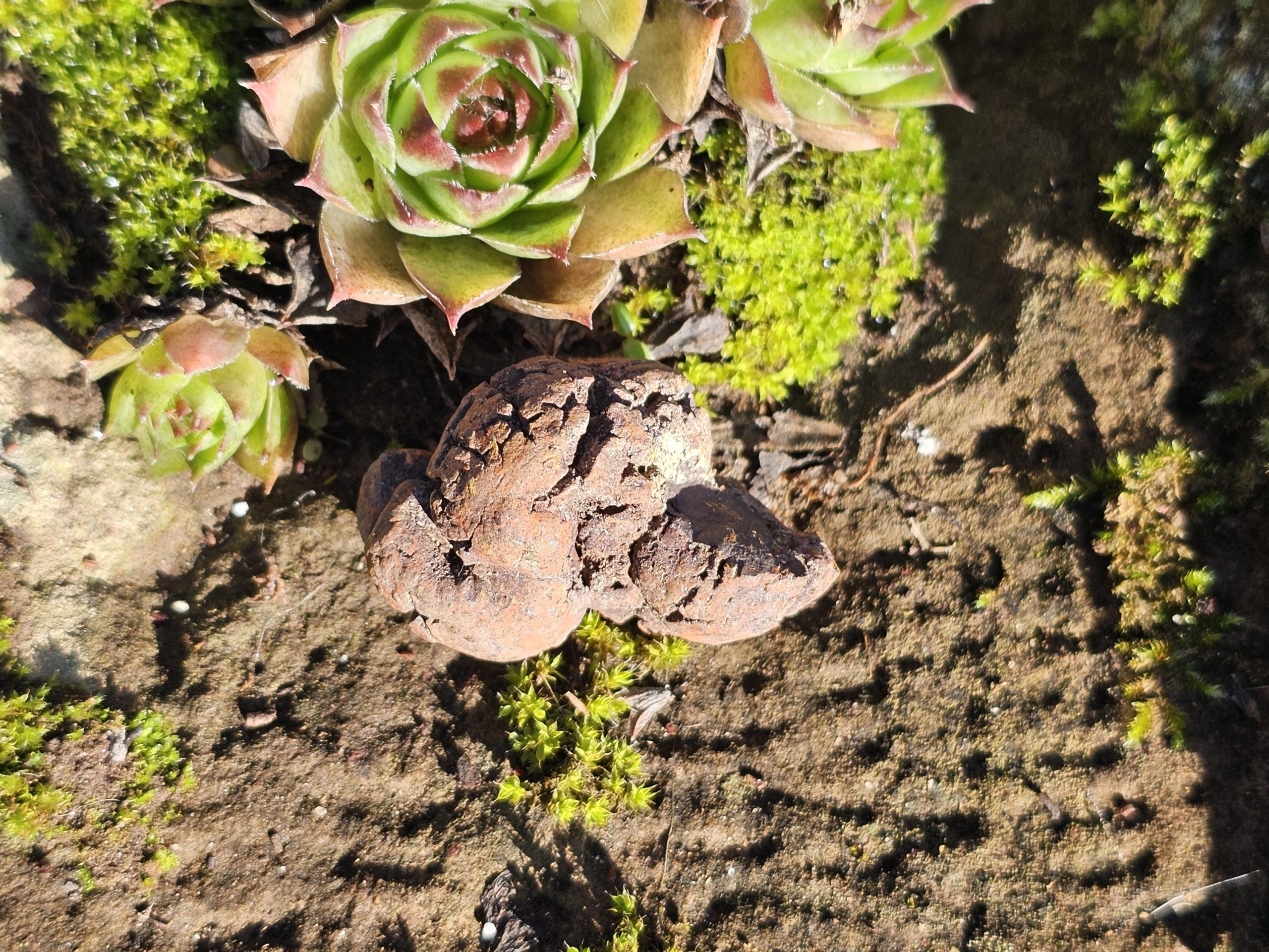 Koprolith (fossile Dinosaurier Exkremente) – Bild 4
