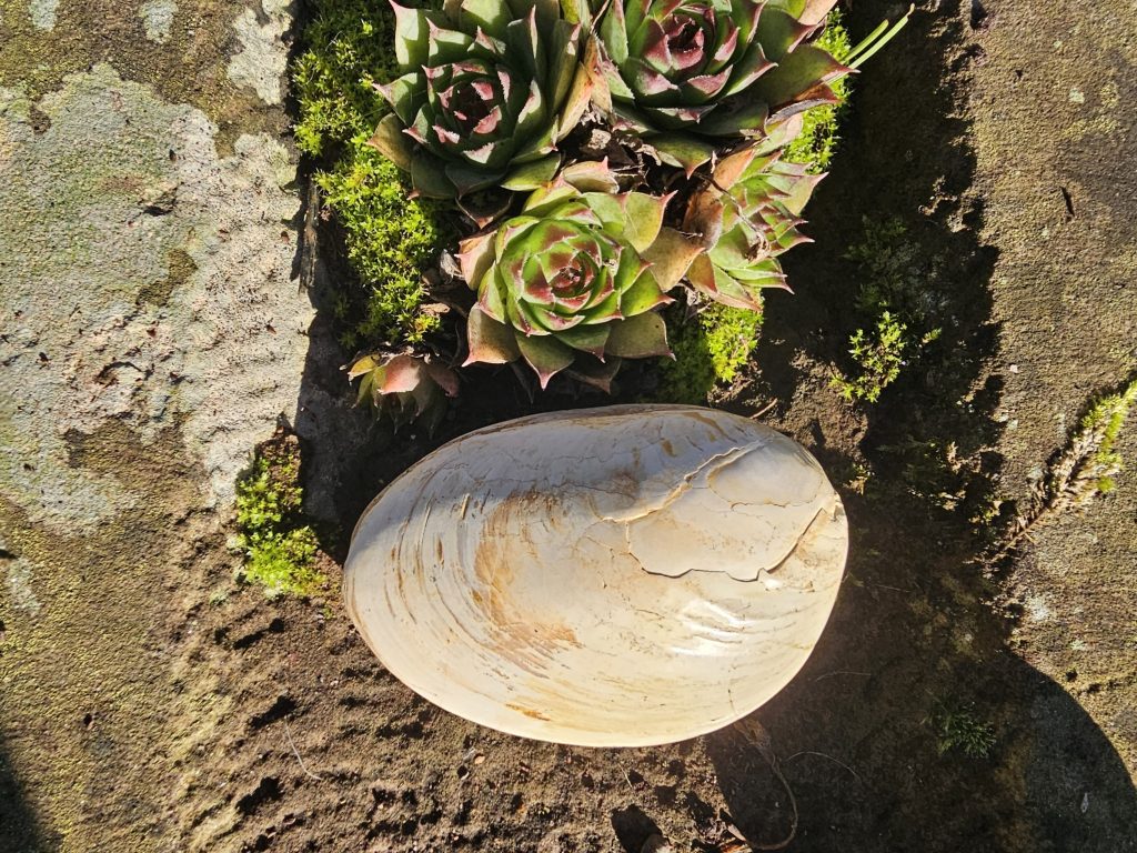Große versteinerte Muschel (Fossil)