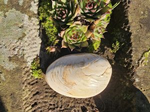 Große versteinerte Muschel (Fossil)