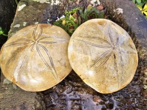 Sanddollar (Fossil)