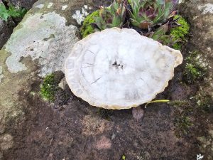 Versteinertes Holz (Fossil)