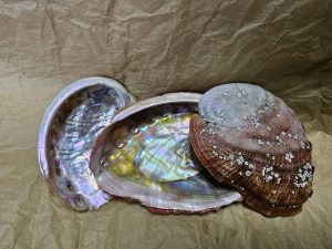 Paua Muschel aka. Abalone