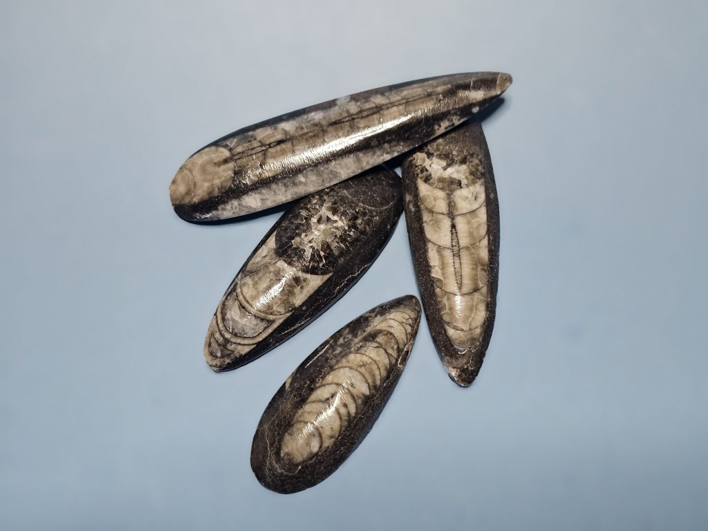 Orthoceras (Fossil)