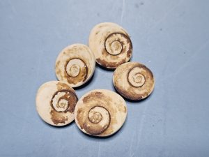 5 Opercula (Shiva-Muscheln)