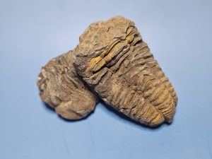 Trilobit (Fossil)