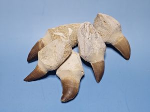 Mosasaurus-Zahn (Fossil)