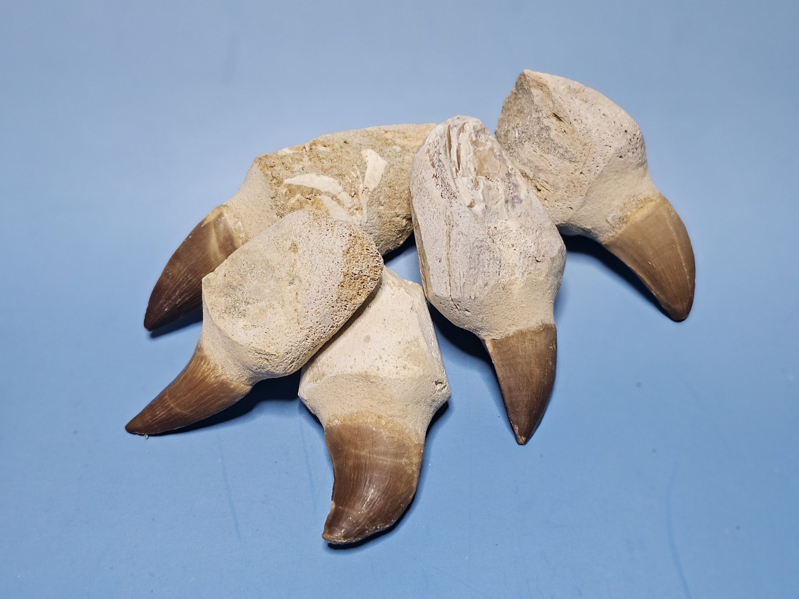 Mosasaurus-Zahn (Fossil)