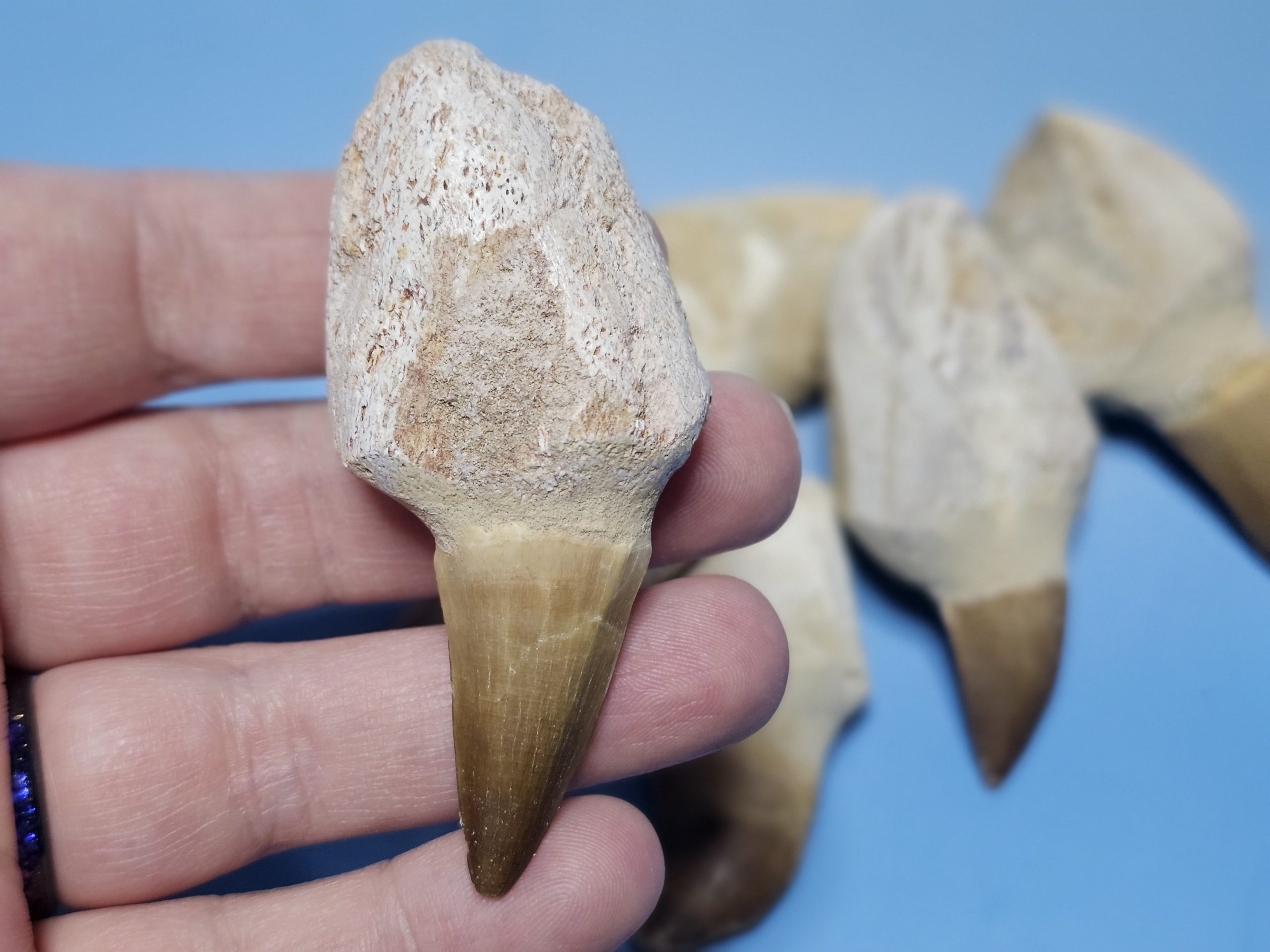 Mosasaurus-Zahn (Fossil) – Bild 2