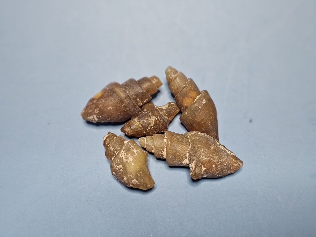 5 Turritellen (Fossilien)