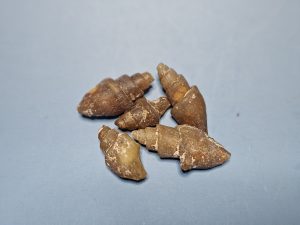 Turritellen (Fossilien)