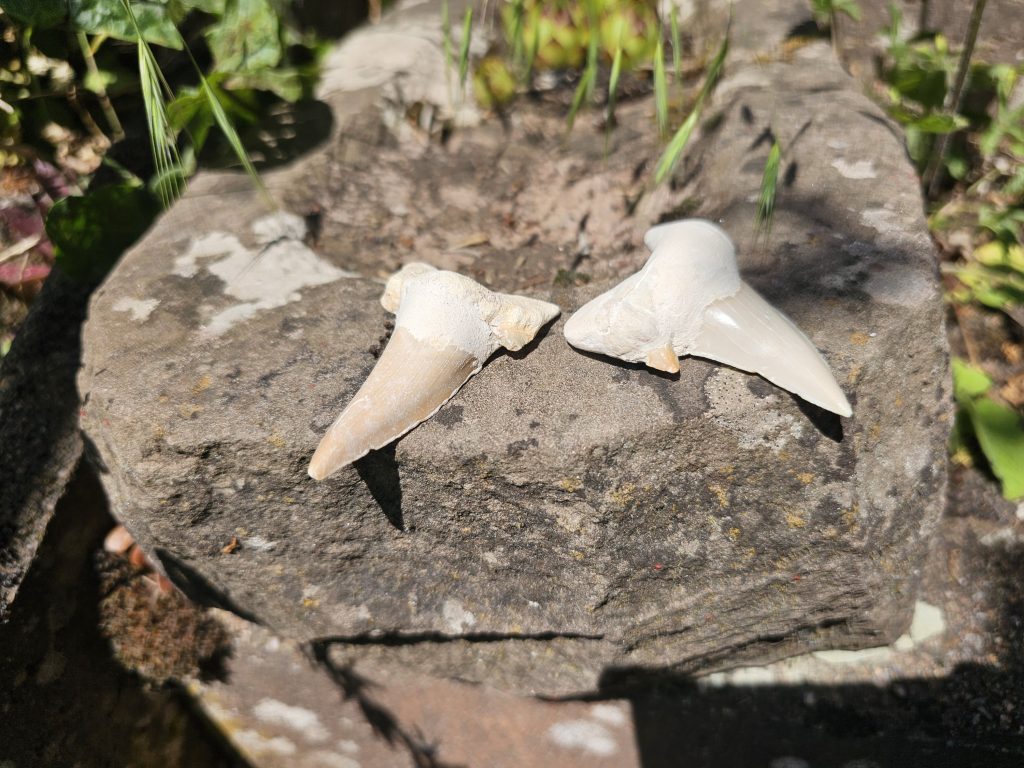 XL Haizahn (Fossil)