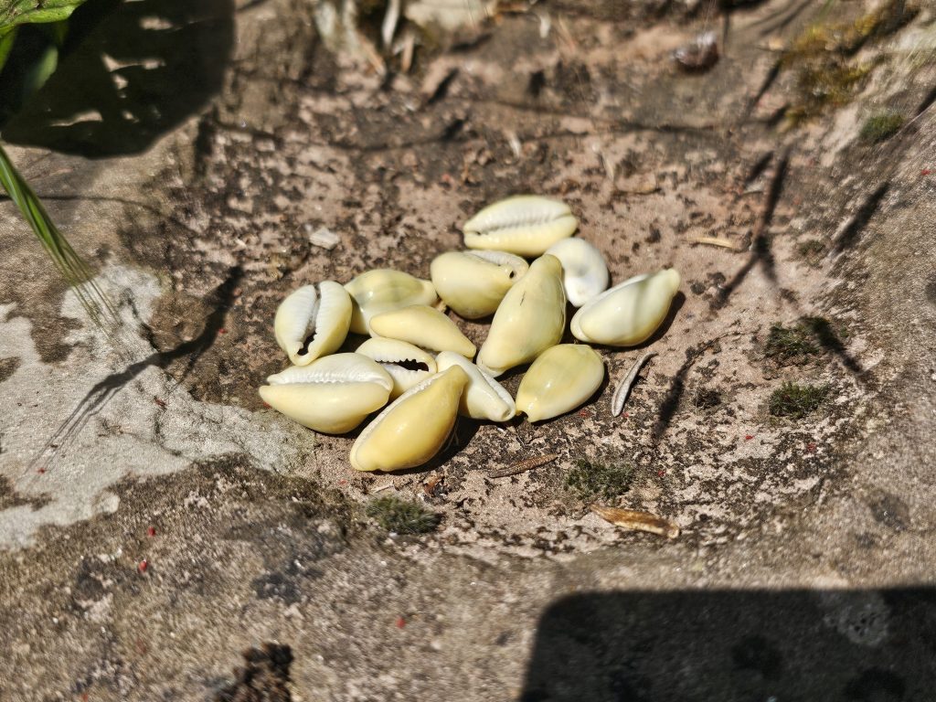 5 Monetaria Moneta Muscheln