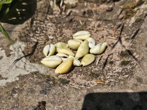 5 Monetaria Moneta Muscheln