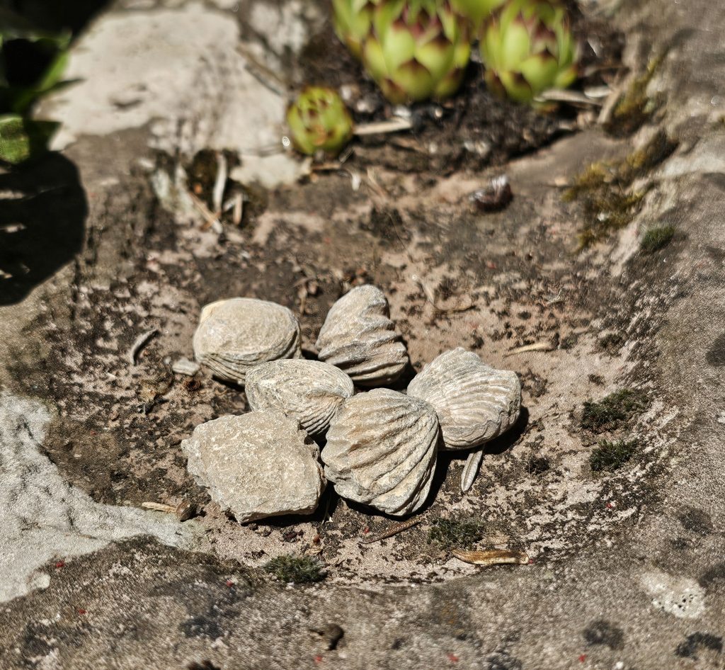 5 Brachiopoden (Fossilien)