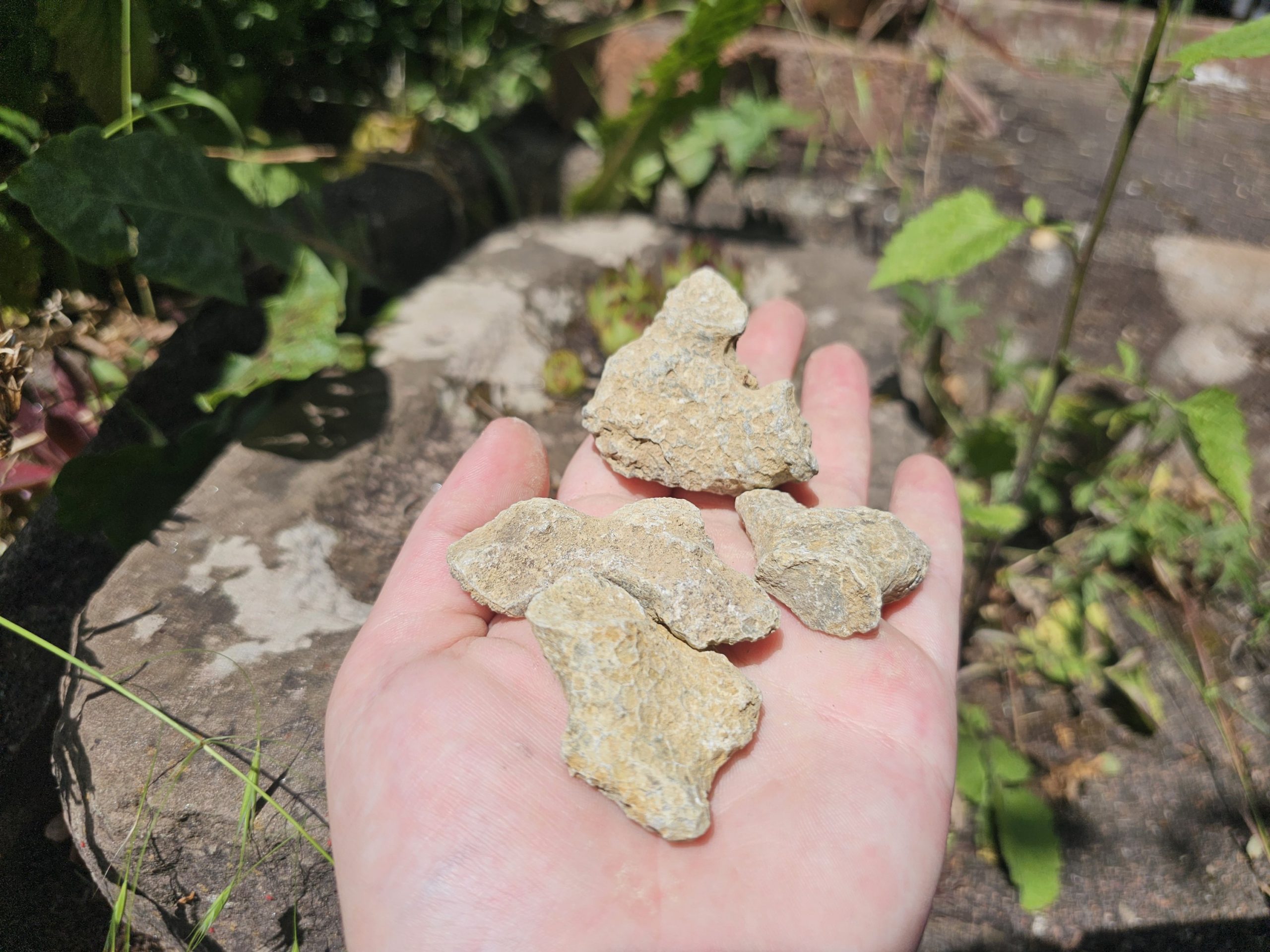 Versteinerte Koralle (Fossil) – Bild 2
