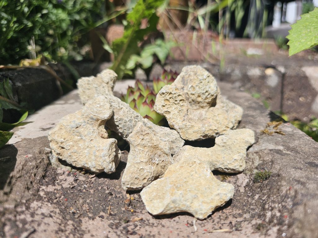 Versteinerte Koralle (Fossil)
