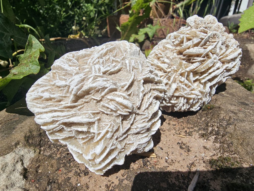 XL Wüstenrose